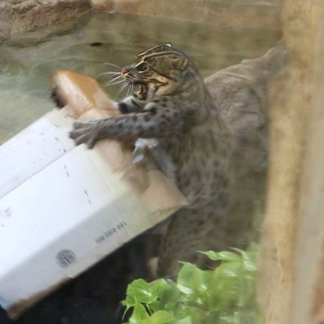 Dusky likes boxes a little bit