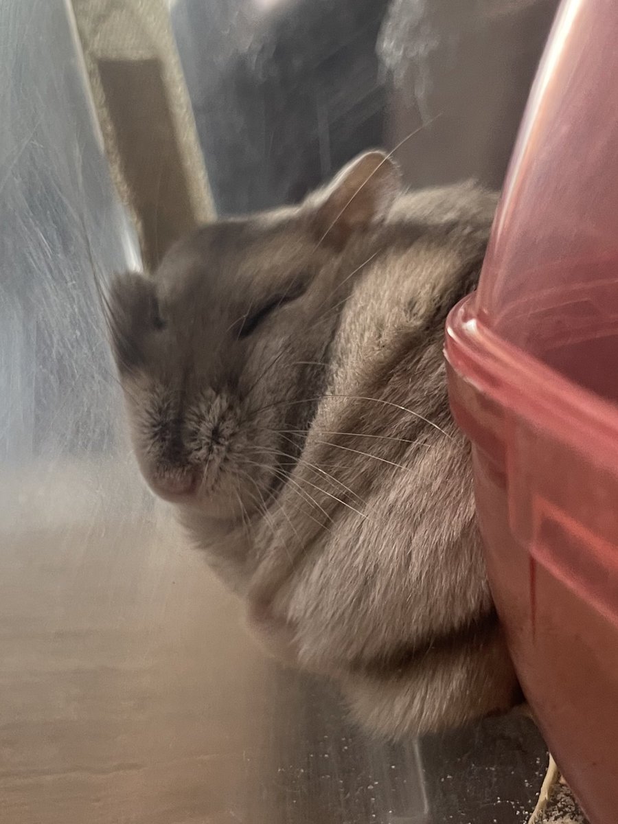 sbsb_mcmc's tweet image. クーラーつけても暑いからハムスターもこんな感じ🐹