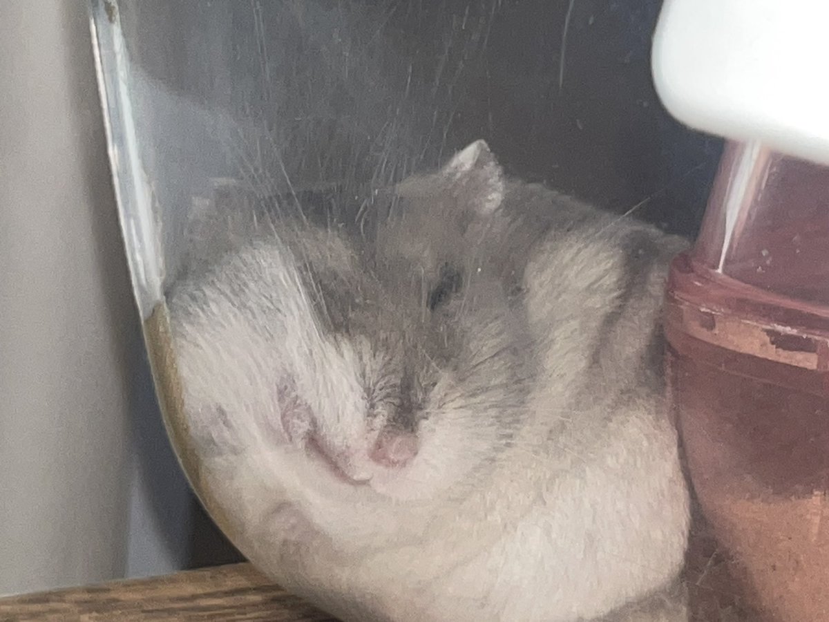 sbsb_mcmc's tweet image. クーラーつけても暑いからハムスターもこんな感じ🐹