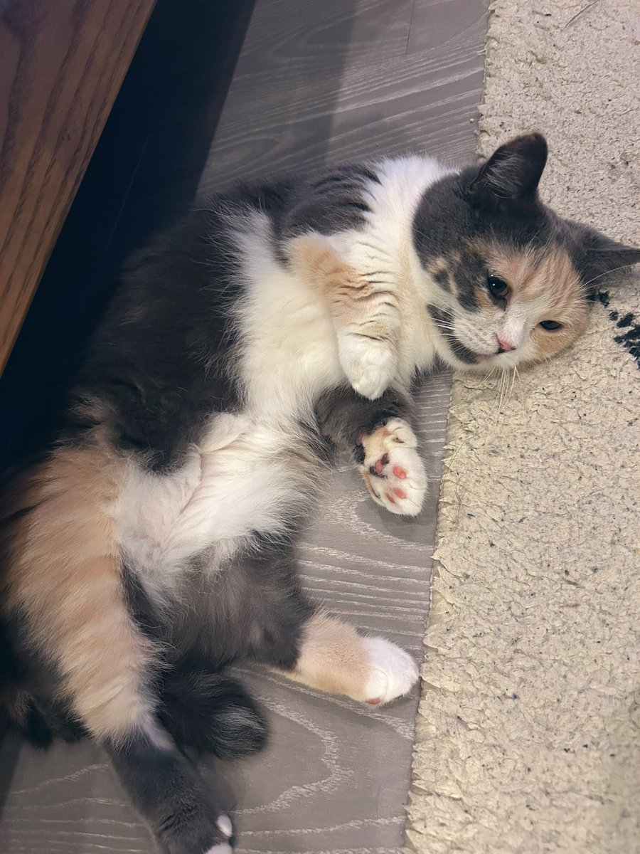 えま🐾はちわれマンチカン tweet media