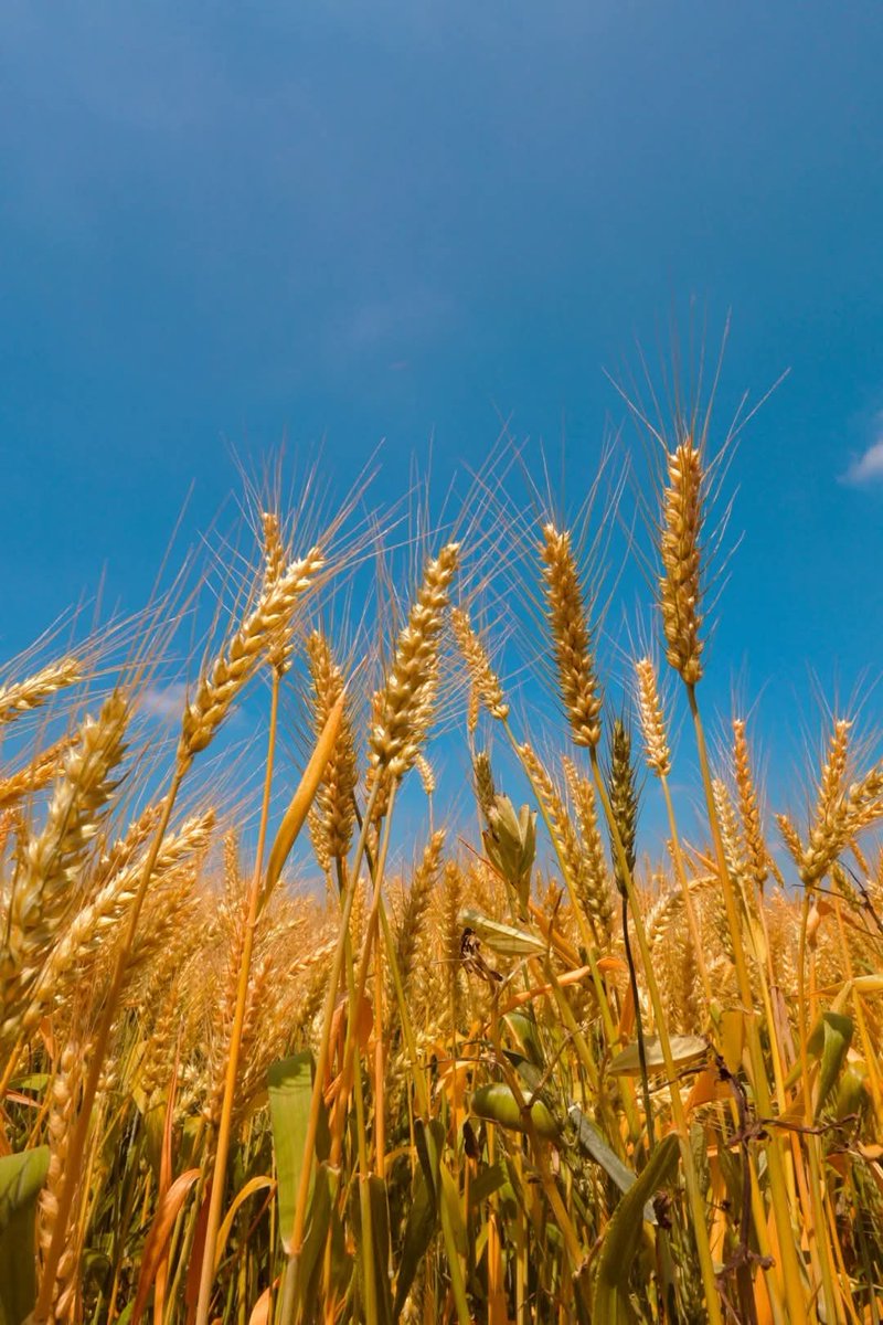 Rugao: Beauty of Wheat Waves
Come admire the wheat fields in Rugao! This city boasts vast wheat fields. Along both sides of Tonggao Avenue, golden wheat waves dance in the wind - absolutely breathtaking! 🌾✨ #Rugao #WheatFields #GoldenWaves