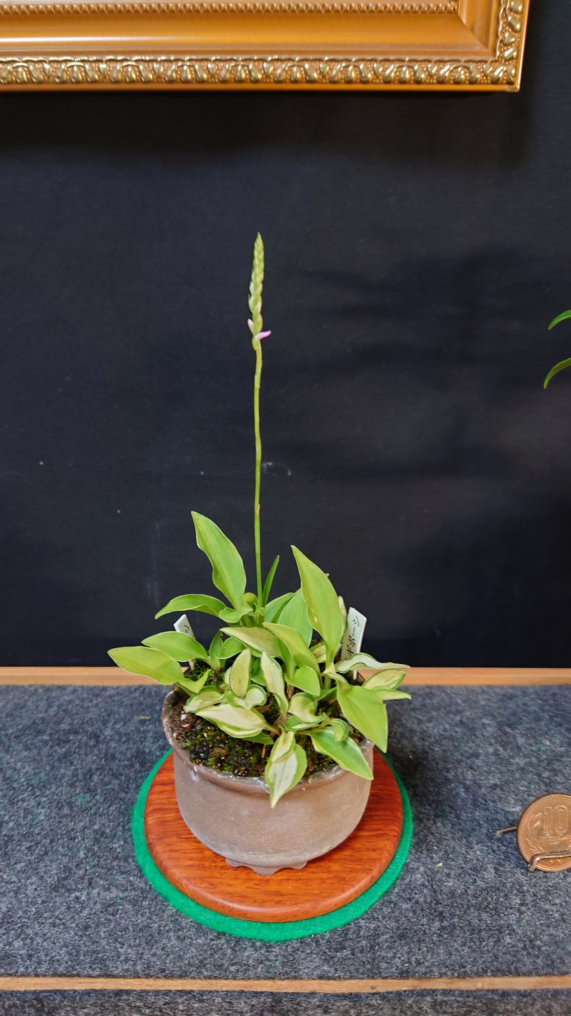 Kaiju Plant 怪獣ポットEco4.5 スリット鉢 4.5号 麦わら再生プラ