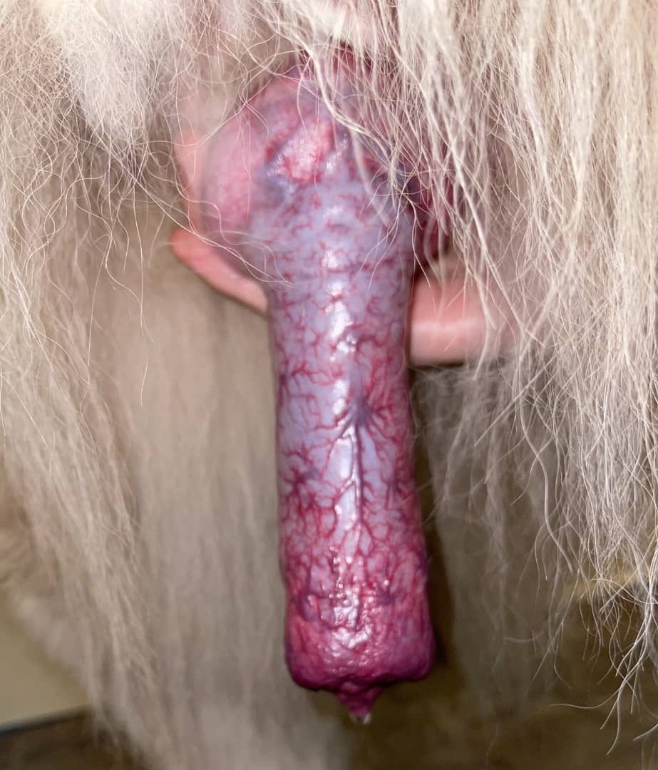 B_Biannca00's tweet photo. Mouth open. Eyes wild. Soul unchained. 🖤🐶
They call me a good boy—until the lights go out.
Step into my den… if you dare. 🔞
Full experience on #premiumCHANNEL @B_Biannca00 https://t.co/Wp54cORDZf
