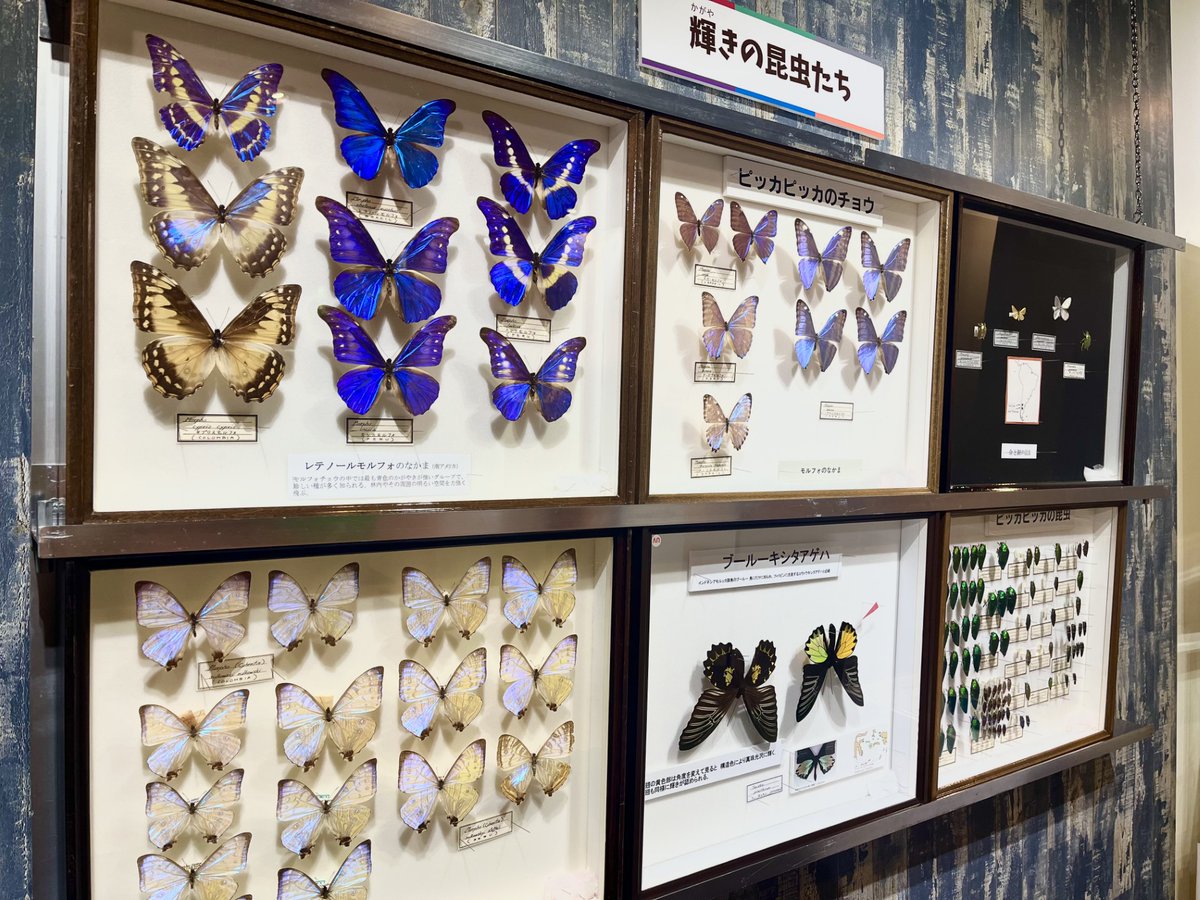 ✨🌈光がつくる色🌈✨ チョウやタマムシの翅が、見る角度によって