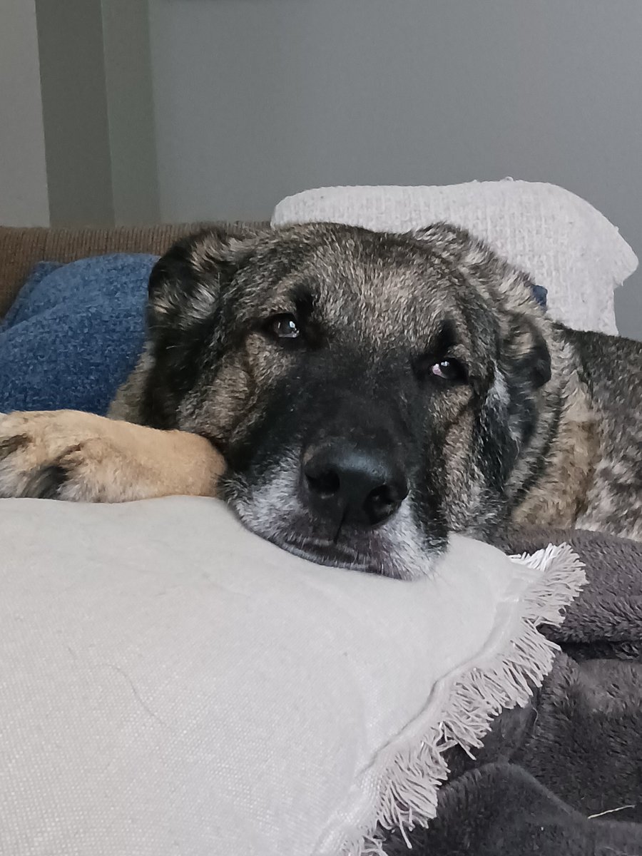 bogata88's tweet photo. @Tectone This is King and he is my boy. https://t.co/dLzRTTuJm6