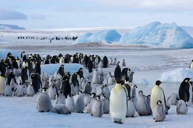 Just like polar bears in the Arctic, emperor penguins are the iconic species threatened by climate change in Antarctica.

Read more via the below <a href="/UOW/">UOW</a> media release on Dana Bergstrom's article in <a href="/ConversationEDU/">The Conversation - Australia + New Zealand</a>

uow.edu.au/media/2025/as-…