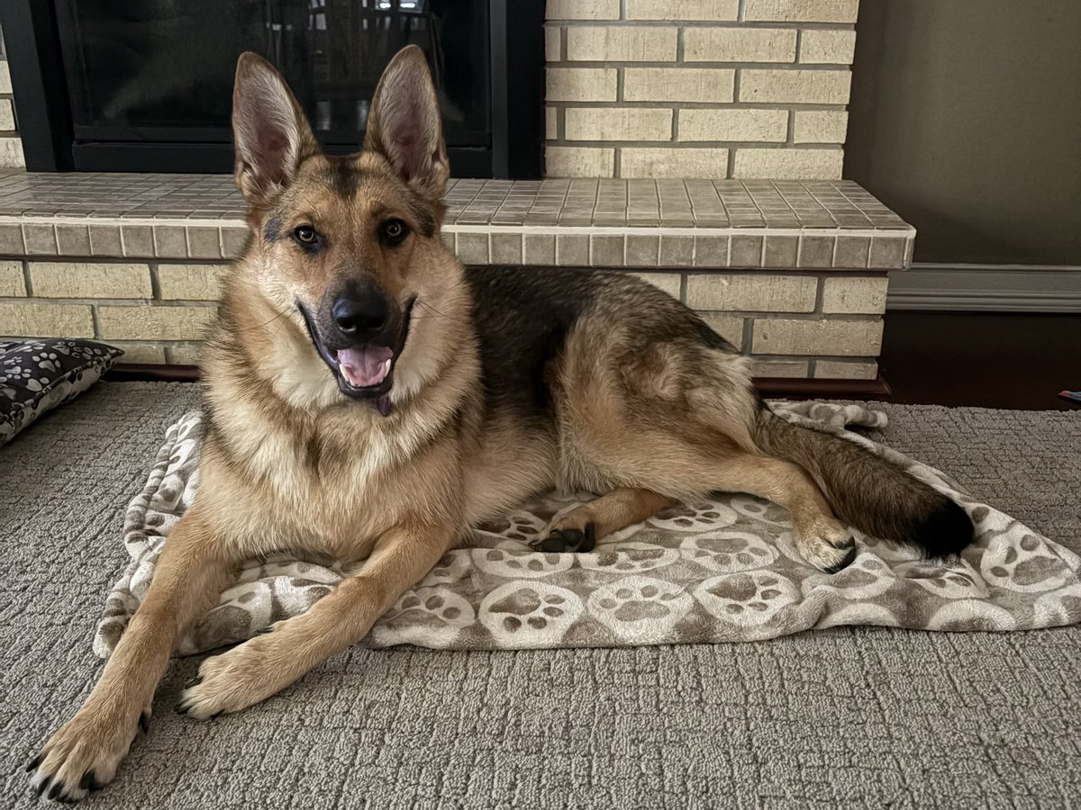 finch1334's tweet photo. @OfAthenry Our first GSD, just turned 1. She is a wonderful dog https://t.co/ecbeTZd9E3