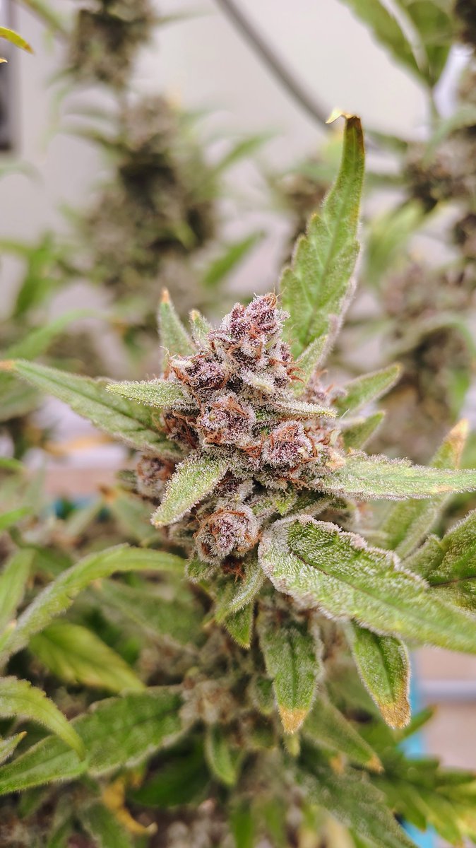 VaGrownExotics's tweet photo. Guava Autoflower from @Fast_Buds finishing up flowering nicely she's gorgeous! She's growing in the AirCube System From @GrowAce Under the AgroMax Prime 2200X from @HTGSupply not to much longer and shell be ready for chop π²πͺ #Growace #Htgsupply #fastbuds #Fyp #Grow #canna https://t.co/Cp3B1keWwI