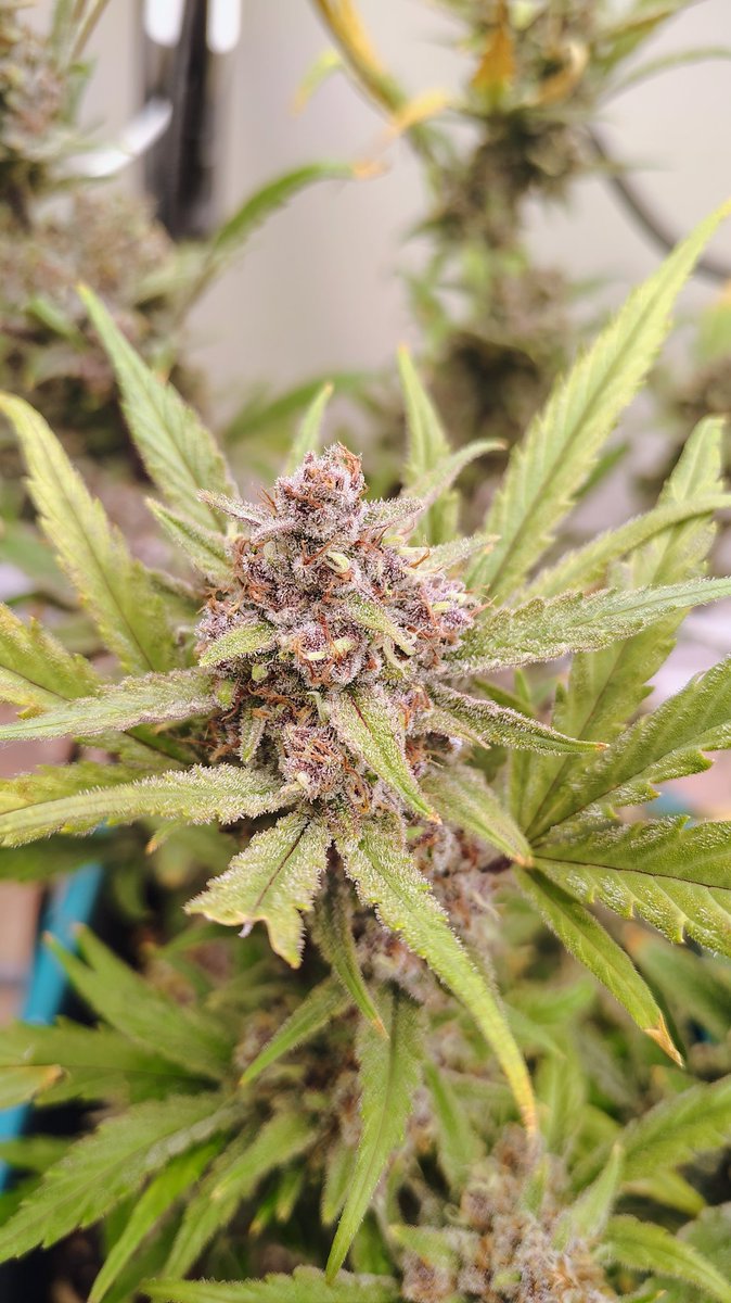 VaGrownExotics's tweet photo. Guava Autoflower from @Fast_Buds finishing up flowering nicely she's gorgeous! She's growing in the AirCube System From @GrowAce Under the AgroMax Prime 2200X from @HTGSupply not to much longer and shell be ready for chop π²πͺ #Growace #Htgsupply #fastbuds #Fyp #Grow #canna https://t.co/Cp3B1keWwI
