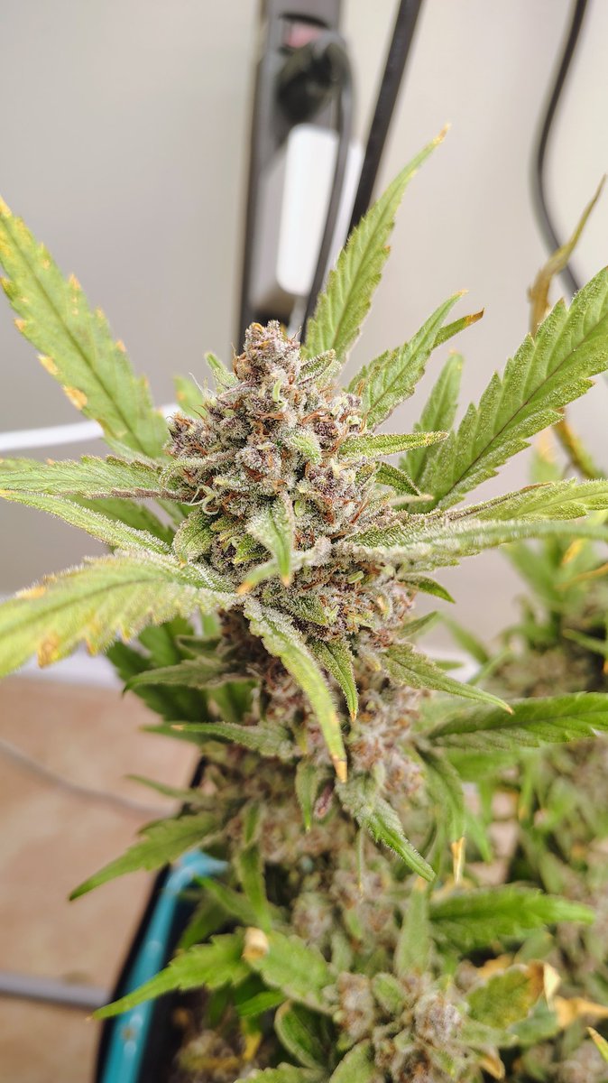 VaGrownExotics's tweet photo. Guava Autoflower from @Fast_Buds finishing up flowering nicely she's gorgeous! She's growing in the AirCube System From @GrowAce Under the AgroMax Prime 2200X from @HTGSupply not to much longer and shell be ready for chop π²πͺ #Growace #Htgsupply #fastbuds #Fyp #Grow #canna https://t.co/Cp3B1keWwI