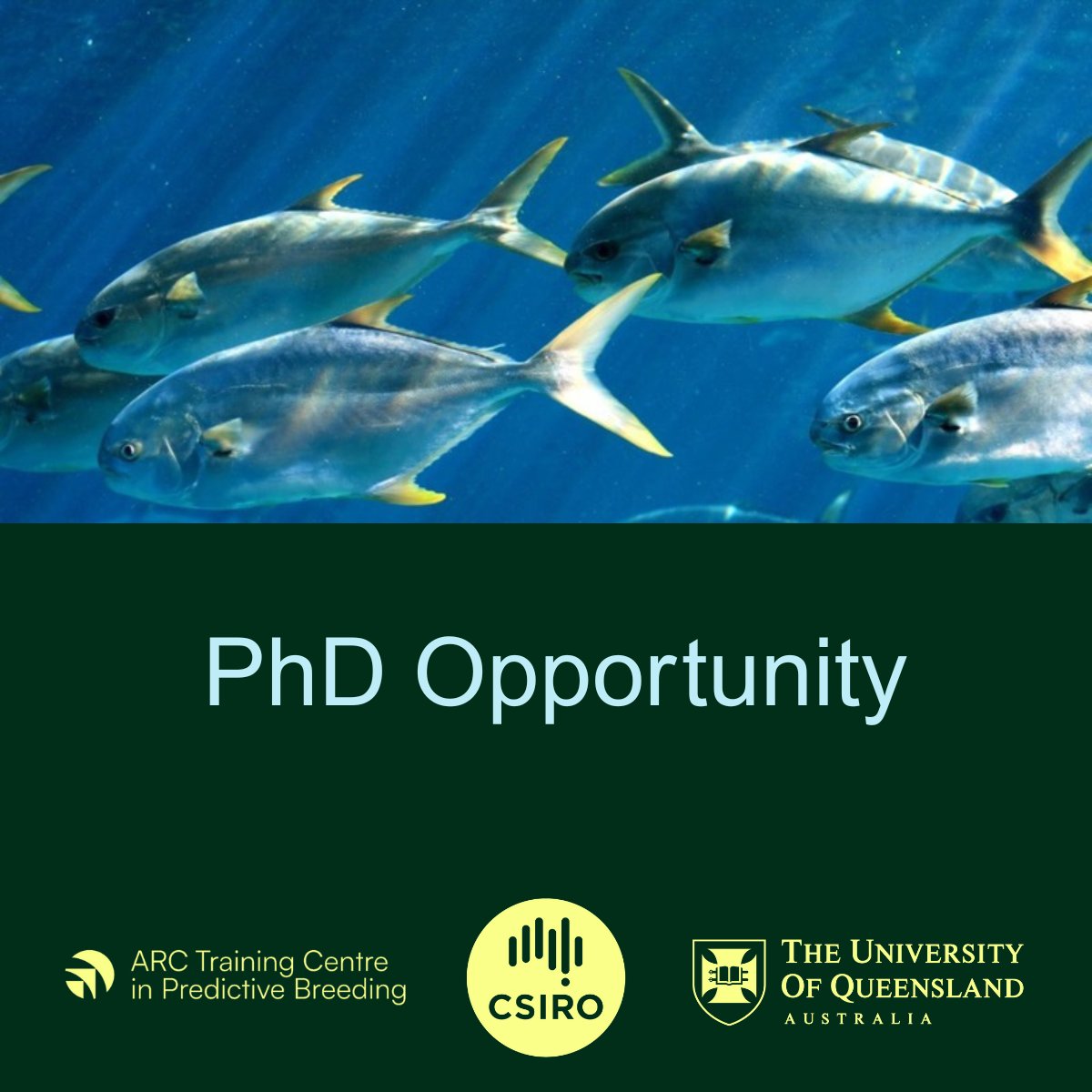 🐟 Exciting PhD Opportunity: Pioneering the Future of Australian Aquaculture 🐟

Are you passionate about genetics, breeding, and sustainable aquaculture? Here's your chance to be at the forefront of developing Pompano as a new species for the Australian fish farming industry!