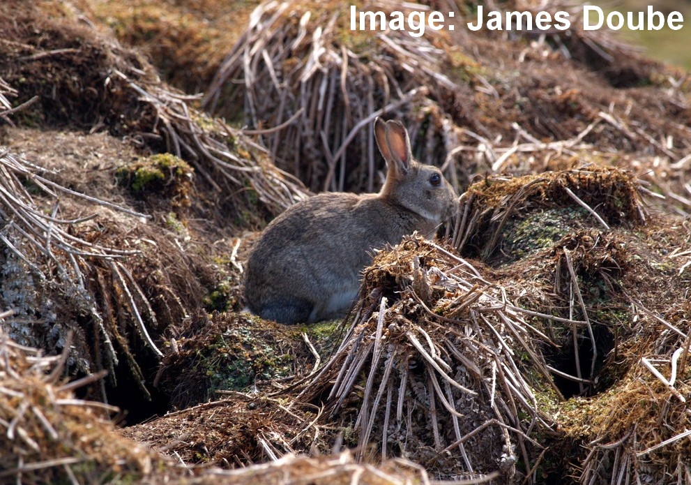 Centre for Invasive Species Solutions (@centreinvasives) on Twitter photo 🐇 Managing feral rabbits? Use humane, nationally agreed best-practice methods.
Explore the Code of Practice + NATSOPs on PestSmart 👉 loom.ly/Y63UOpg
More advice here 👉 loom.ly/Y29SwY8
#RabbitControl #PestSmart #InvasiveSpecies #LandManagement 🐇 Managing feral rabbits? Use humane, nationally agreed best-practice methods.
Explore the Code of Practice + NATSOPs on PestSmart 👉 loom.ly/Y63UOpg
More advice here 👉 loom.ly/Y29SwY8
#RabbitControl #PestSmart #InvasiveSpecies #LandManagement