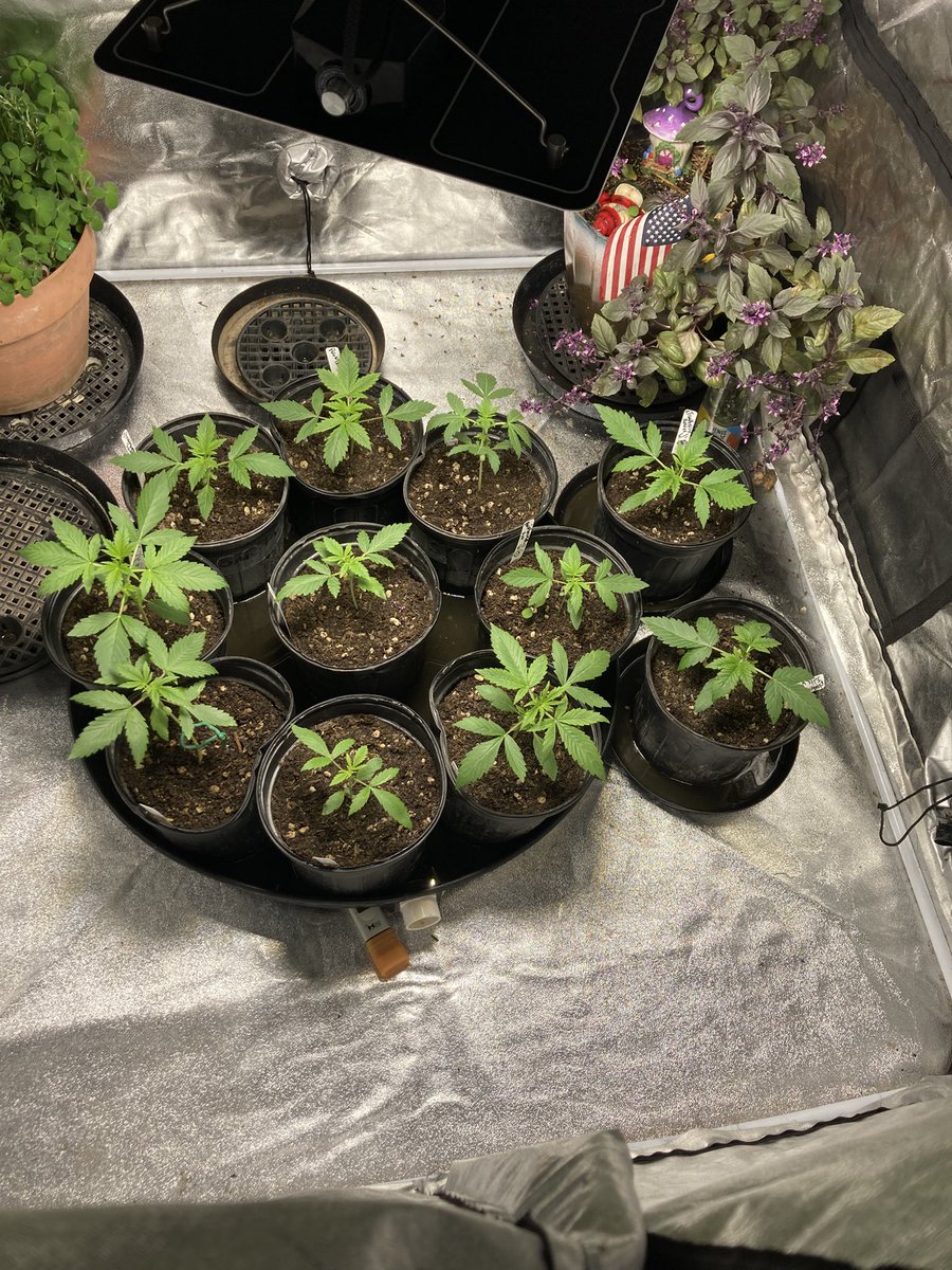 Bottom Watering the <a href="/Genetics101va/">GENETICS 101</a> Auto Flowers. They are looking so pretty 🤩
