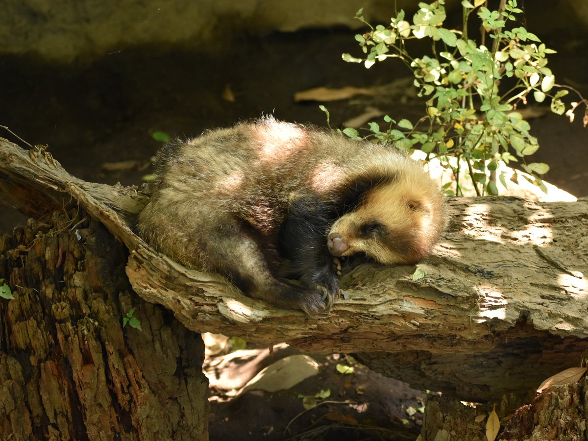 #あさいち文化園
だいぶ遅めの、おはようございます。

今朝の #ニホンアナグマ のようすをお届けします。
木漏れ日の下、丸くなって休んでいました。

きびしい暑さが続きますが、みなさまお体にお気をつけください。
今日もよい一日でありますように。
#朝の動物園　#文化園の動物たち