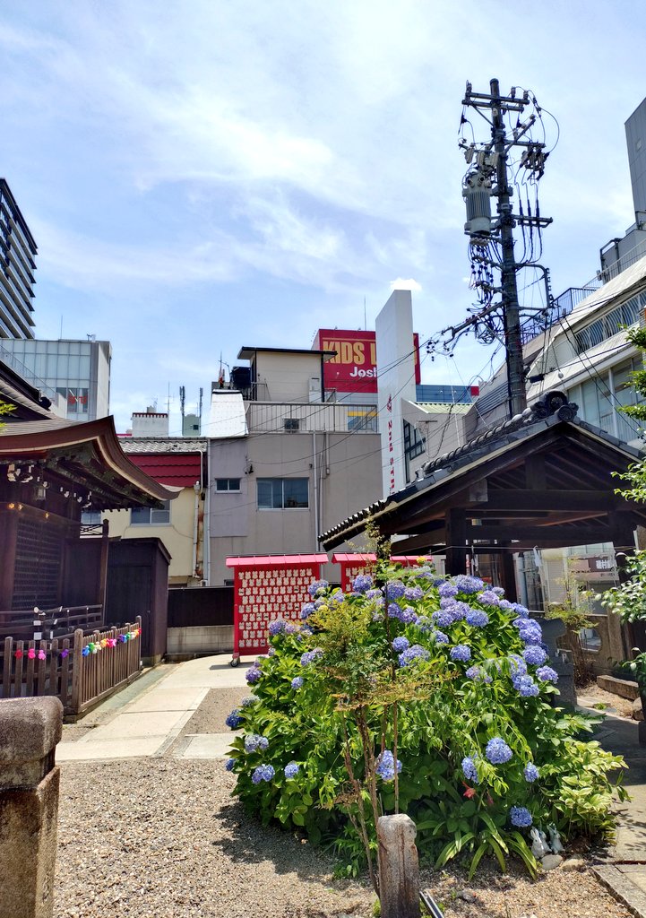 三輪神社さんの紫陽花は花盛り。