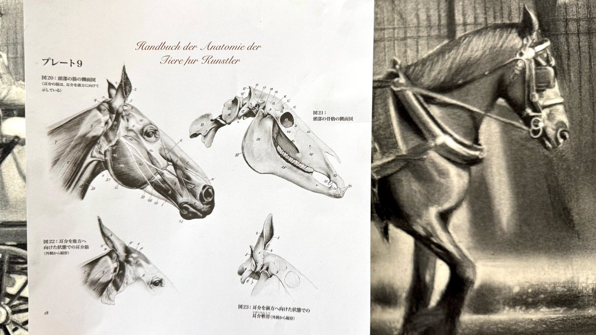 動物の解剖学の書籍は何冊か所有していますが『エレンベルガーの動物解剖学』おすすめです✨ 
図版制作のヘルマン・ディットリッヒはドレスデン美術大学出身の画家。本書に掲載された美しい図版は、生きた動物と解剖体双方の観察に基づいて描かれたものだそうです。