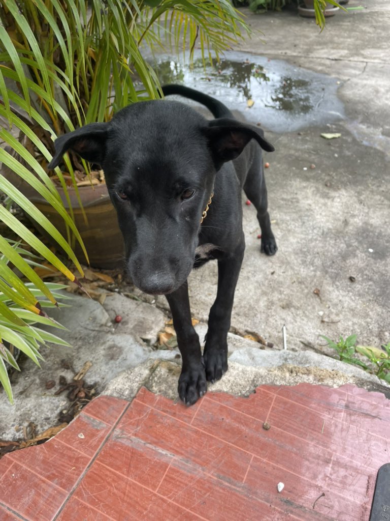 เจอตัวผู้ต้องหาแล้วครับ น้ำลายเตมรองเท้าเลย แกก โดนฉันอมไปหนึ่งที