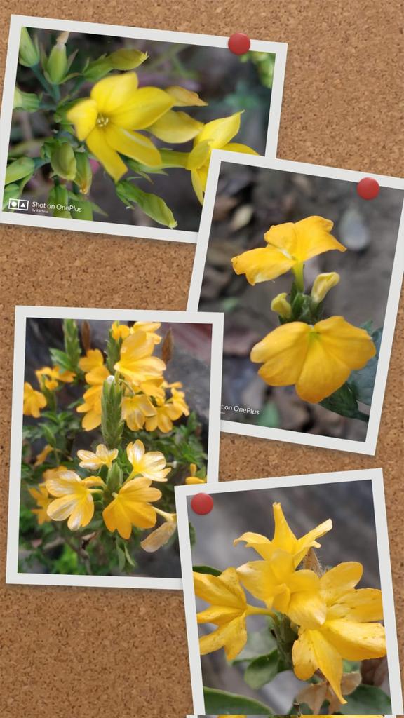Good morning 😊 #DailyFlowers 
Memories of cheery yellow!