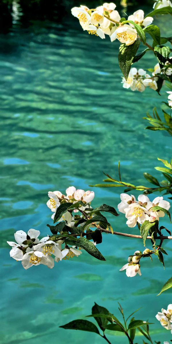 夏花作序，万物莫奈。
​             ——图摄于近日