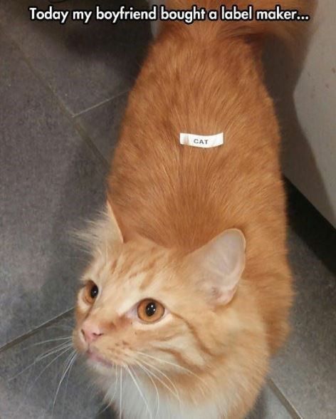 Tweets Of Cats (@tweetsofcats) on Twitter photo 