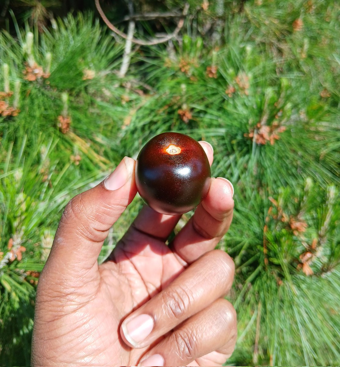 Had one earlier this year, thanks to Nathan Pumplin - Norfolk Healthy Produce. Antioxidants.