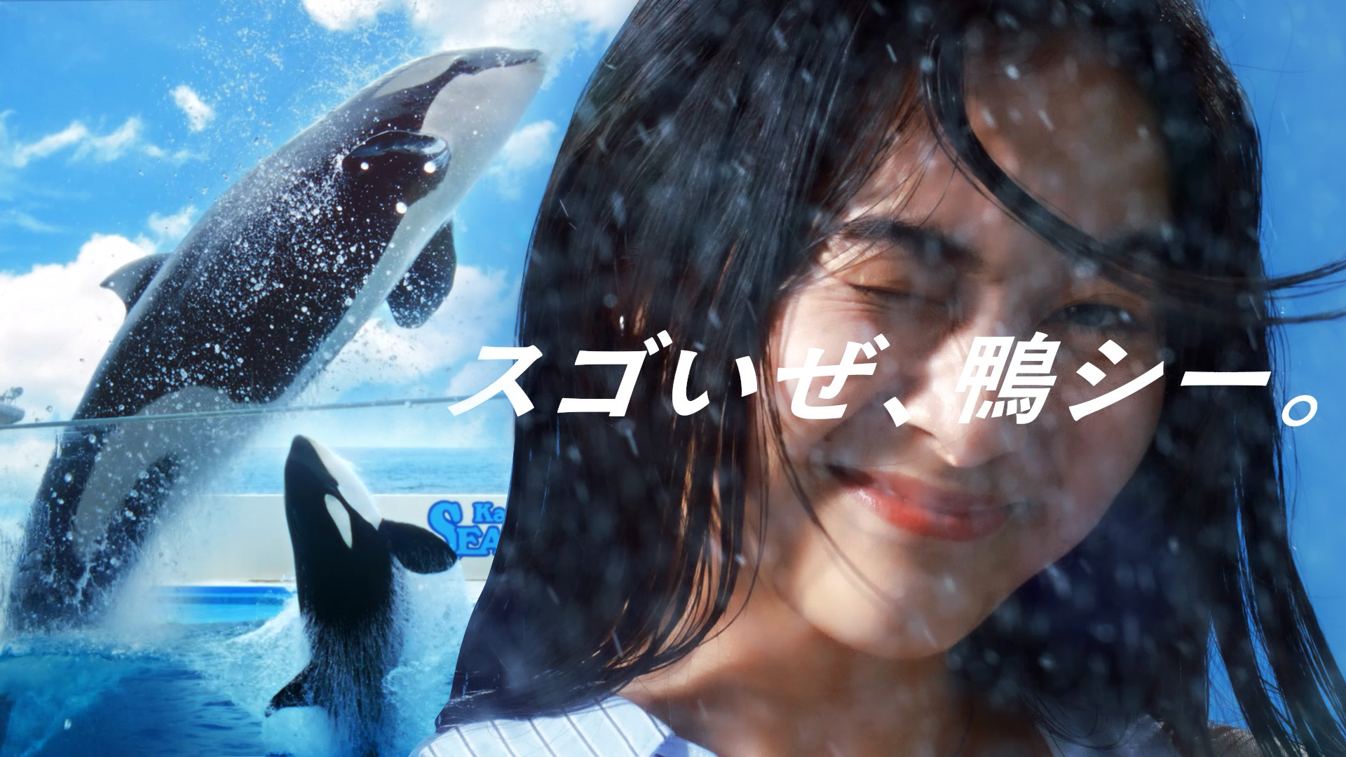 鴨川シーワールド　特大シャチ　未開封 鴨川シーワールド【公式】 on X: 