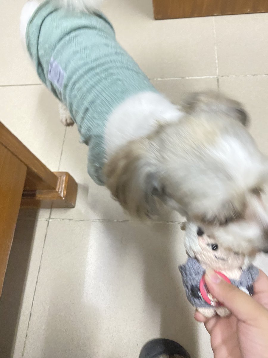 BossDoggo wanted to say Feliz Aniversario too 

Lol sorry 😅🤣
#Haiseversario2