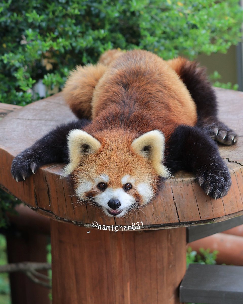 ハミィ (@hamichan831) / Posts / X