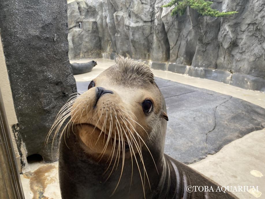 鳥羽水族館（TOBA AQUARIUM） on X