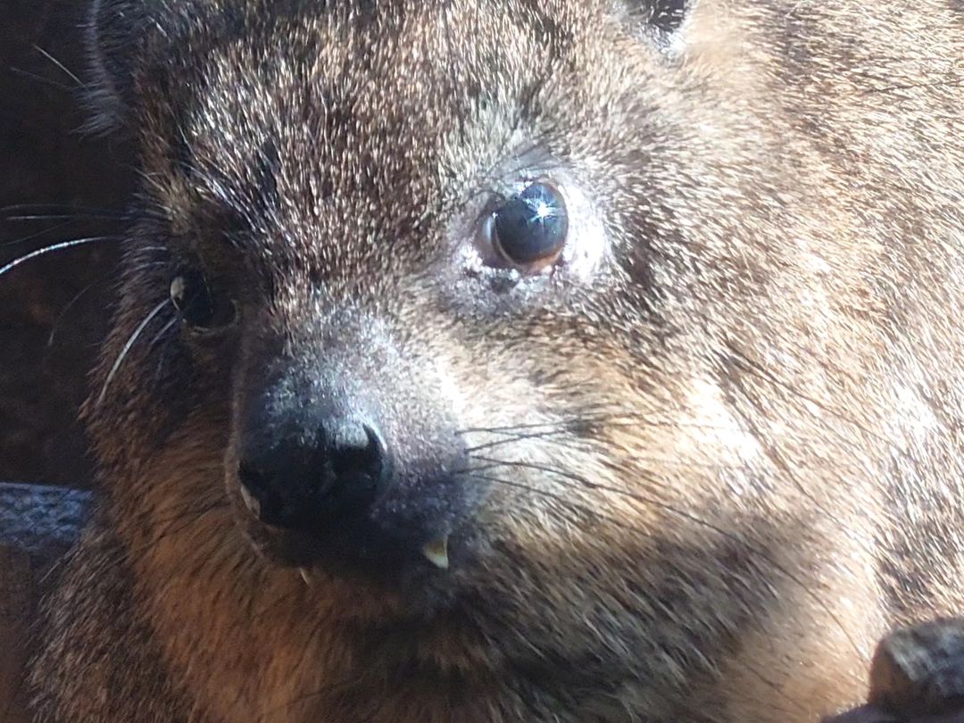 Hyrax Every Hour (@hyraxeveryhour) on Twitter photo 