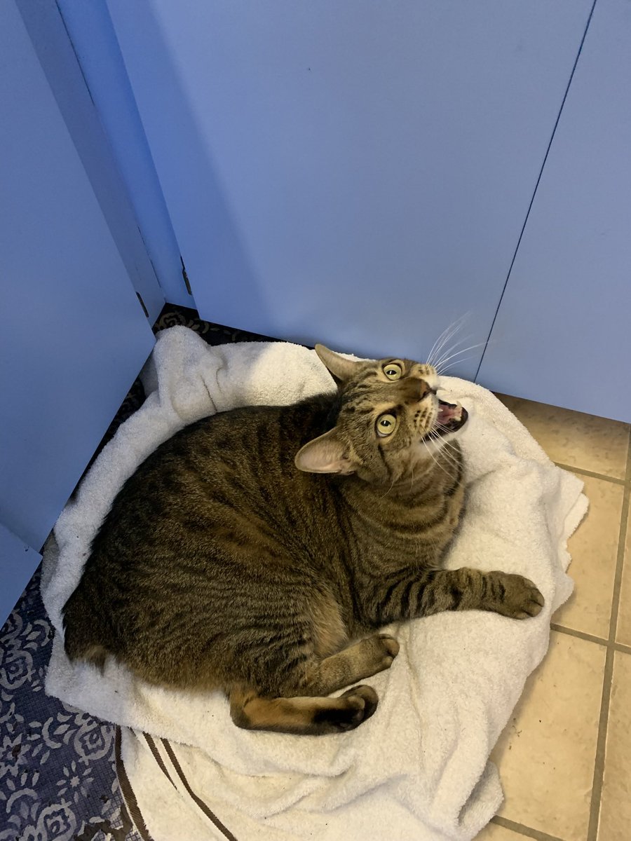 FriendlyNoodles's tweet image. I showed Atlas there's a gecko on the ceiling