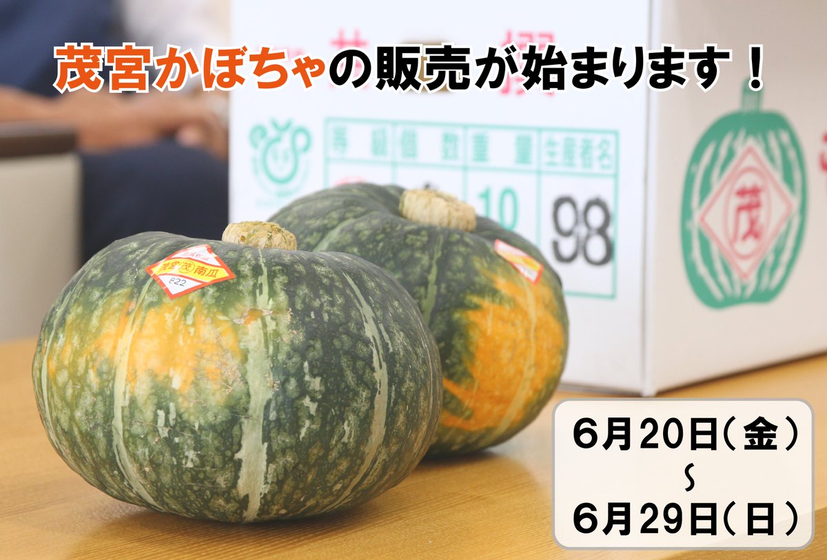 翡翠　岫玉（しゅうぎょく）のかぼちゃの置き物 茂宮かぼちゃの販売が始まります！】 6月20日(金)から、JA常陸みなみ