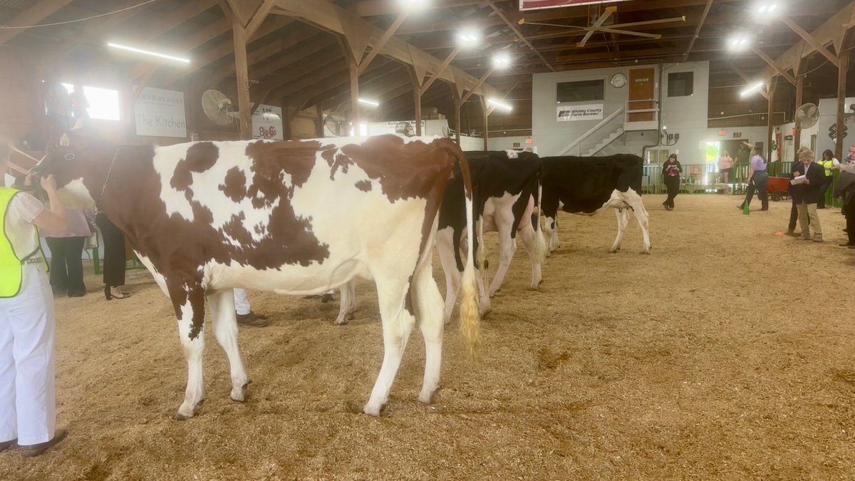 Indiana4h's tweet image. Last week, 4-H’ers and @IndianaFFA members competed in the state dairy cattle judging career development event. Great job, everyone! Learn more about all of our career development events at purdue.ag/4hcde