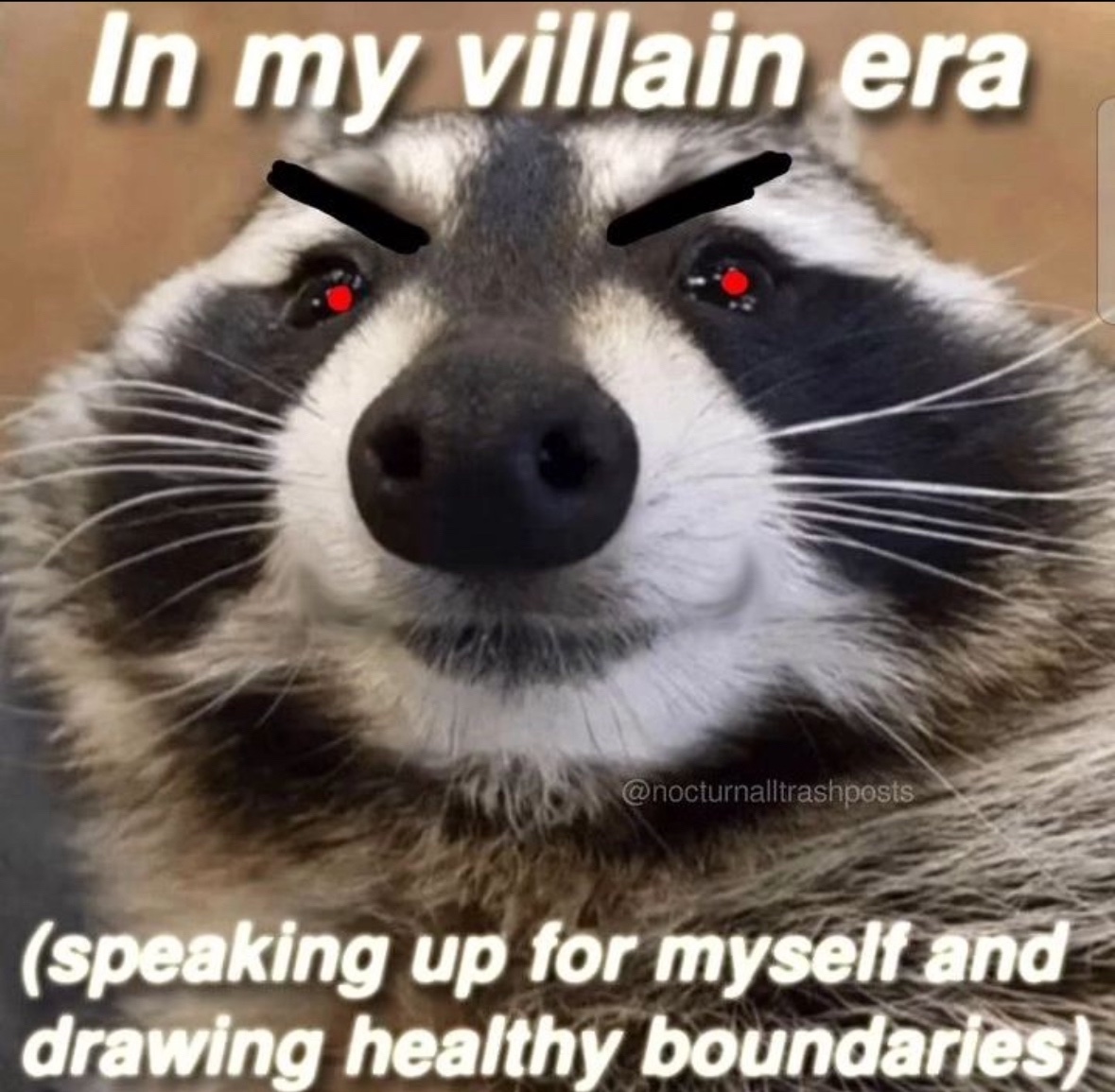 raccoon aesthetic. (@raccoonesthetic) on Twitter photo 