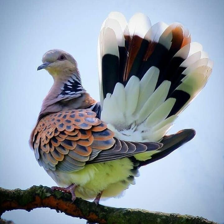 lhkjade921's tweet photo. The Zenaida Dove (Zenaida aurita) is a graceful member of the pigeon and dove family, Columbidae.  it’s slightly stockier with a shorter, square-tipped tail and a distinctive white trailing edge on its wings that flashes in flight
#birds color beauty https://t.co/bcoVlbWZnD