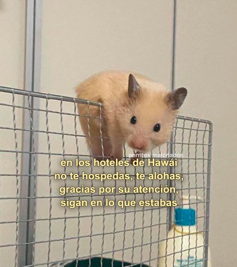 Irma Mando (@nh_smms) on Twitter photo 