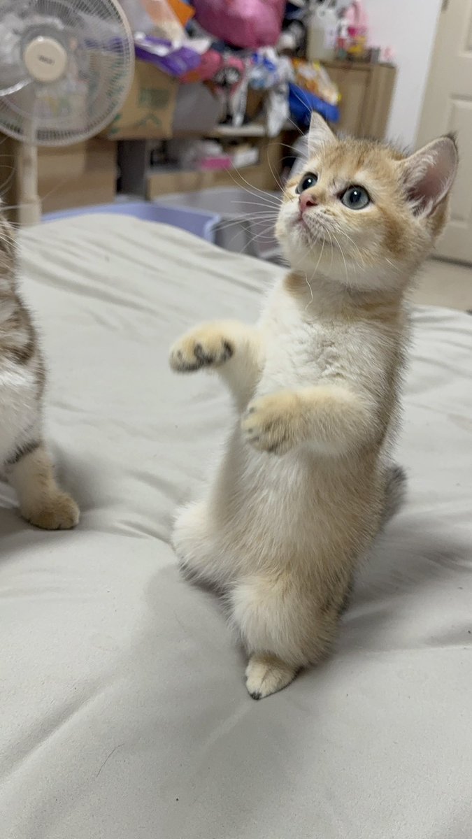 Arthur_catspace's tweet photo. ท่าประจำของแอชตัน https://t.co/35SOKyWukx