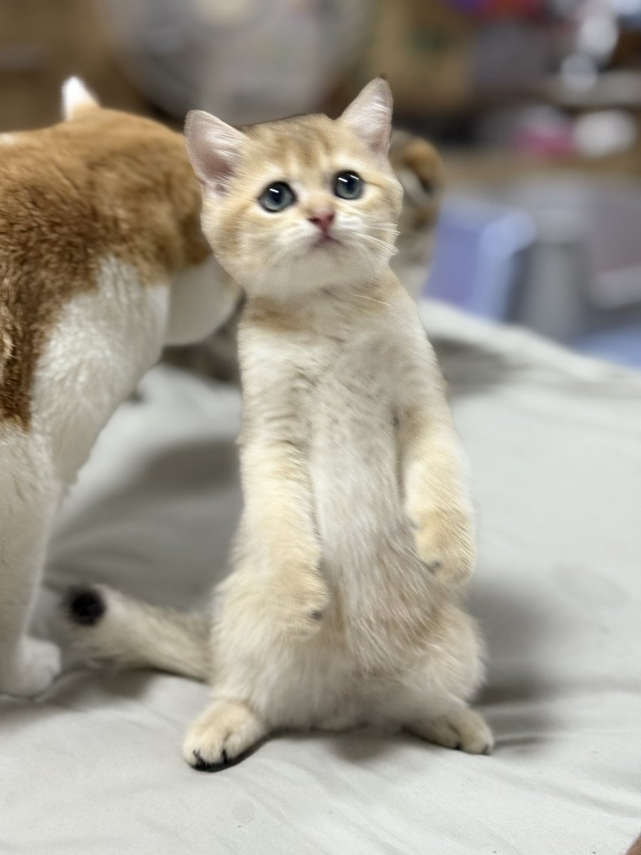 Arthur_catspace's tweet photo. ท่าประจำของแอชตัน https://t.co/35SOKyWukx