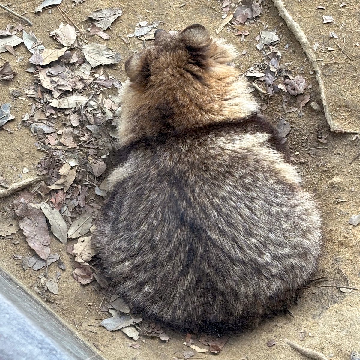 #後ろ姿からしか得られないタヌキがあるので見た人も貼る