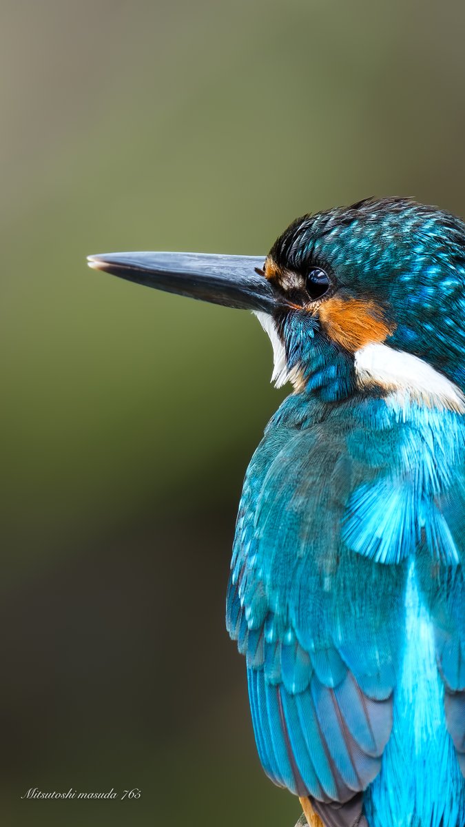 カワセミブルー🩵

４k読込で見て頂けたら嬉しい