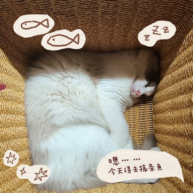 cxy_np55260's tweet image. 💤💤💤
＃猫 ＃cat