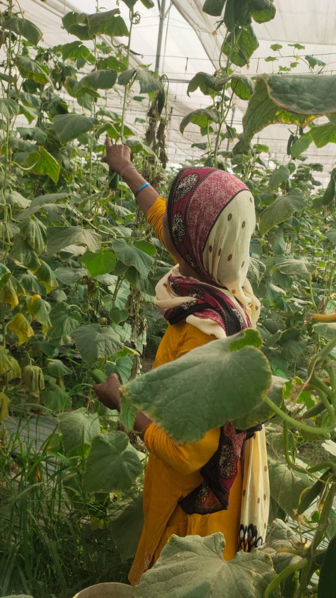 Harvesting in progress for cucumber 🥒