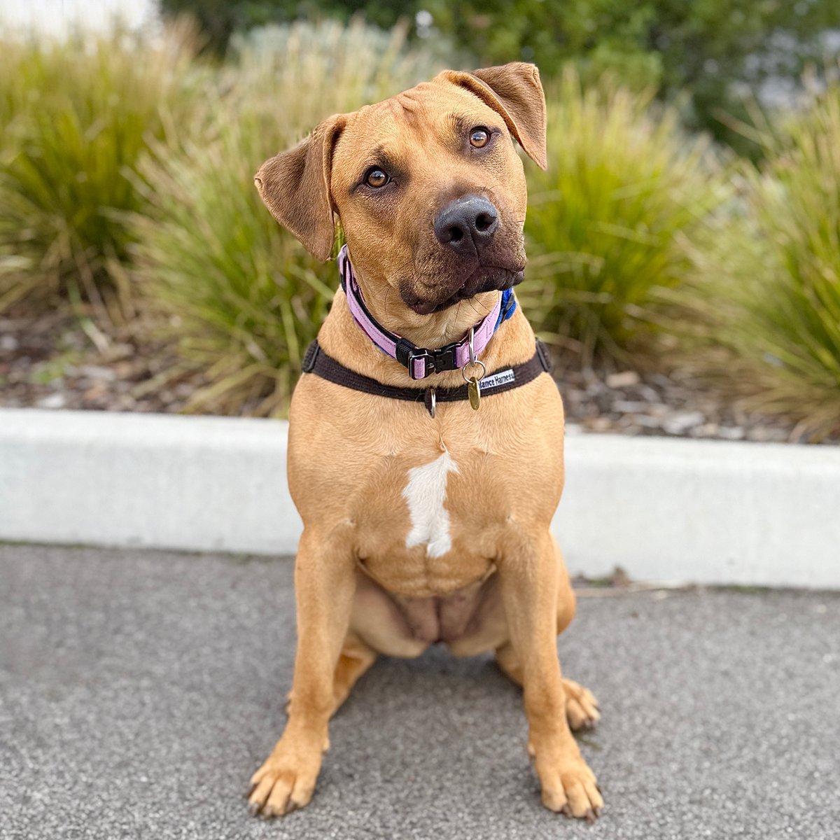 Help find Jessie a home
Lort Smith Animal Hospital staff were left heart-broken after rescuing a 10-month-old pup abandoned outside the hospital in the early hours of a bitter cold winter morning recently.
Jessie, the Staffy x was found on Villiers St in North Melbourne. Although
