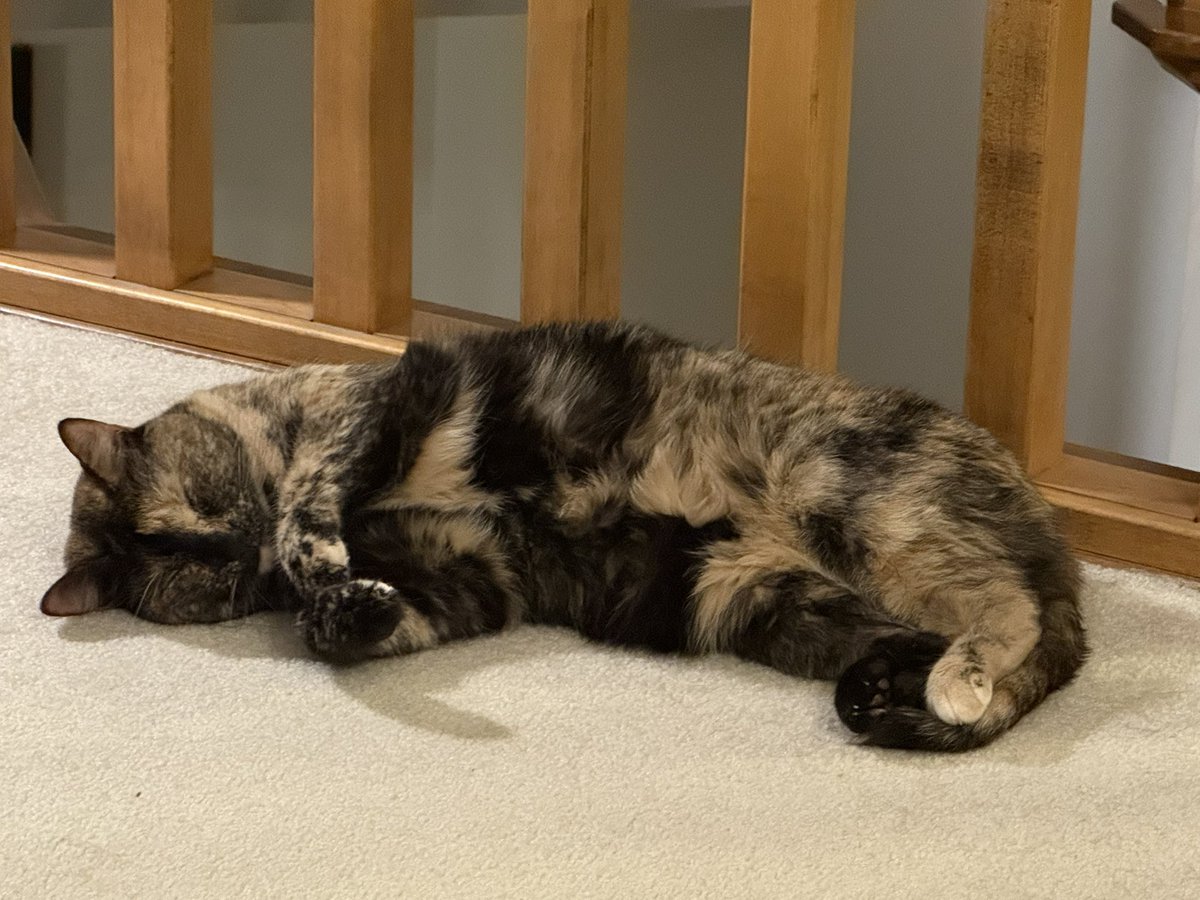 JortsTheCat's tweet image. Sorry you have to go around this hallway is closed. Jean has been very busy doing important work and she needs her rest