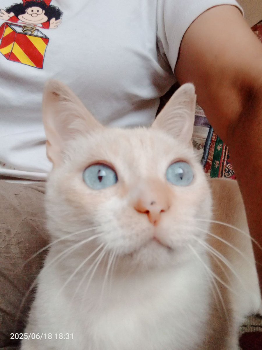 Bianco sigue buscando su hogar definitivo 🥹.

Este es su segundo hogar temporal, pero no puede quedarse allí definitivamente. 

Es un gato adulto joven, juguetón, castrado y muy muy cariñoso.

Caracas.