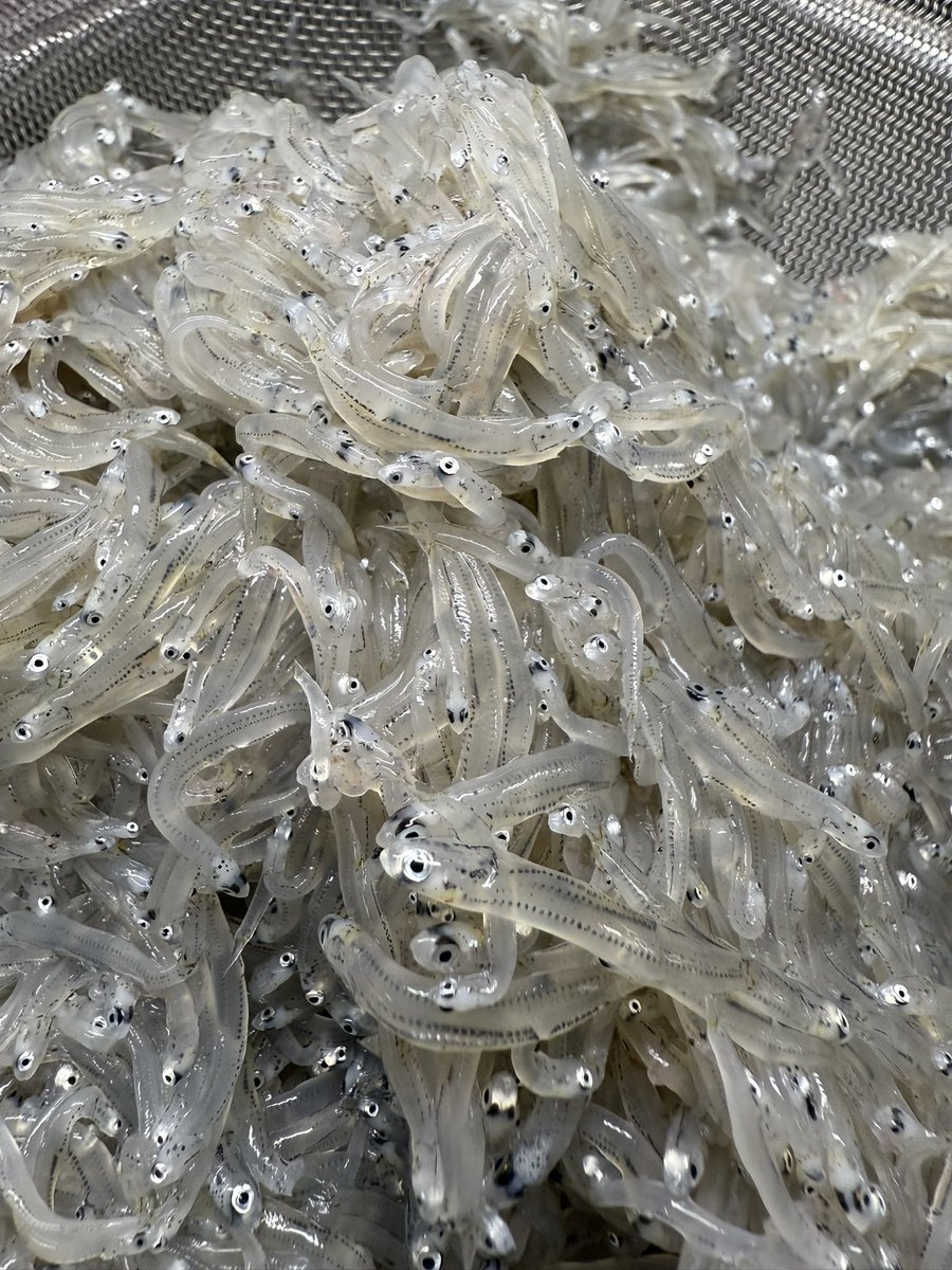 こんにちは☀️

生しらす
超久々の入荷です✨

本日のランチは…
しらすの天ぷらかアジフライ とお刺身が選べる丼ぶりランチ💖

アジ
スズキ
マグロ
生しらす
釜揚げしらす

ご来店お待ちしてます💖

#湘南
#江の島
#ゑじま
#小出農場
#新潟コシヒカリ
#生しらす情報