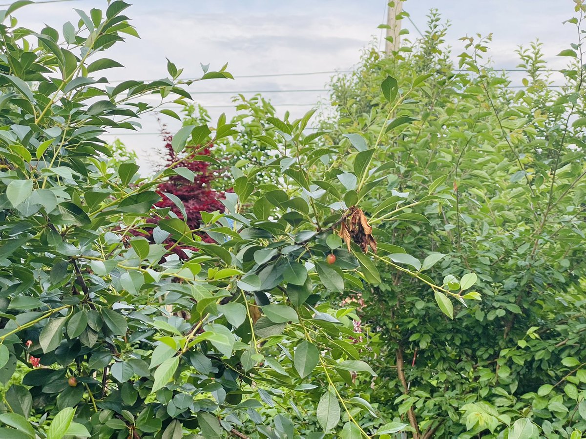 My beautiful garden!