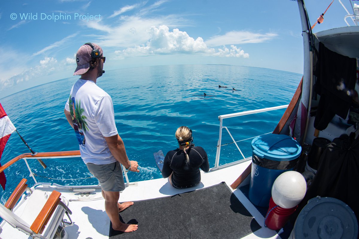 Life aboard a dolphin research boat means early sunrises, crystal-clear water (when we're lucky), and swimming alongside spotted dolphins in their natural habitat — all while collecting data to understand them.

Learn more about joining us on trips. 👇
wilddolphinproject.org/participate/ba…