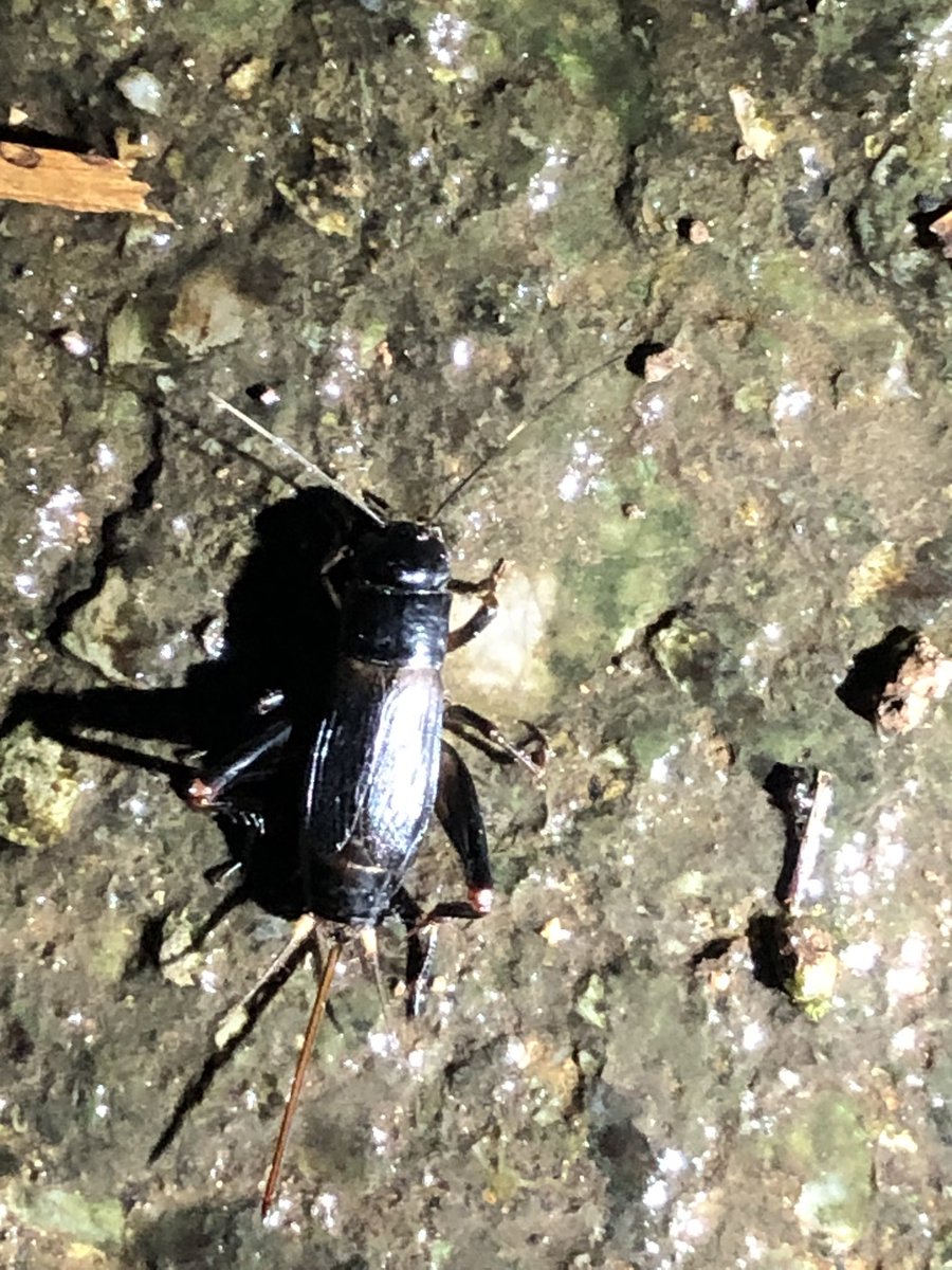 chokushi_bot's tweet image. 【クロツヤコオロギ】
暖地性のコオロギで、茨城県以西の本州、四国、九州、南西諸島に分布します。名前の通り黒くて艶のある体が特徴的です。
湿った草地で土に丸い穴を掘って生活しており、チリチリチリと夜に鳴きます。
本州では幼虫越冬し、6月頃に成虫が出現することが知られています。