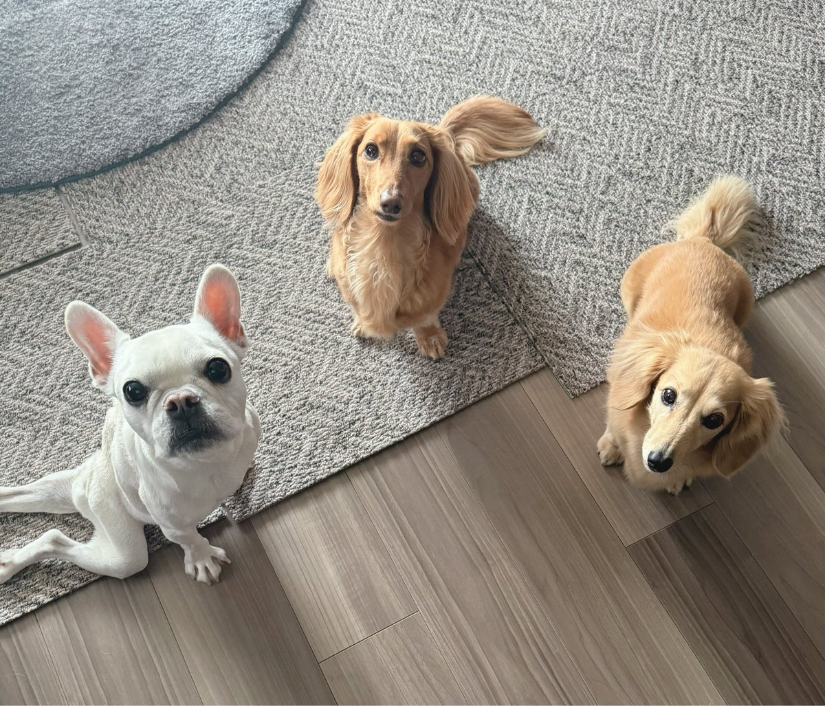 chiiii213m's tweet photo. 茹でたササミ（トッピング用）の小分け作業をしていたら集まってきた三姉妹🐶🐶🐷 https://t.co/iosNctjW7a